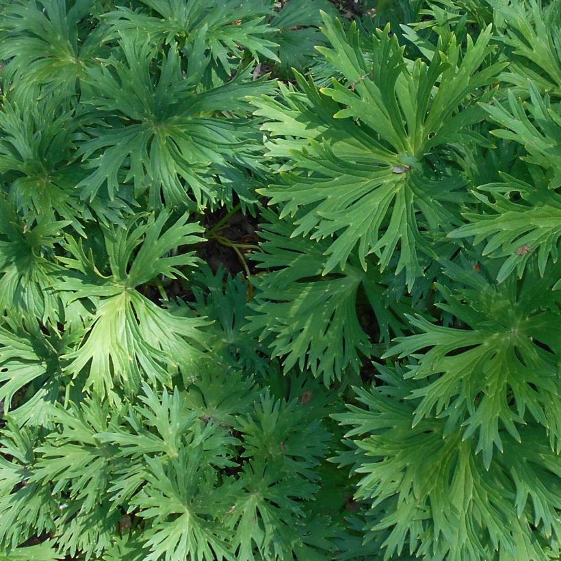 Aconitum lamarckii (Follaje)