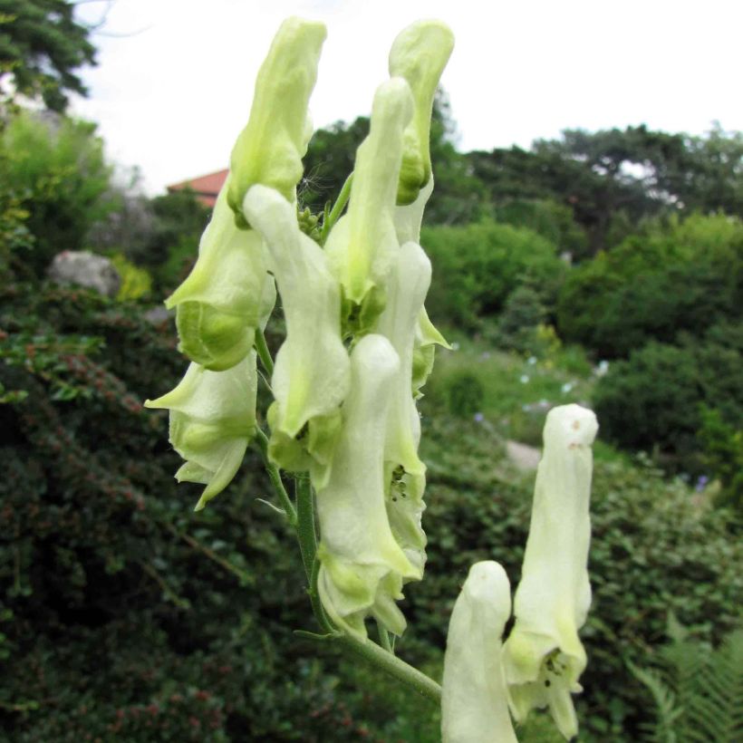 Aconitum lamarckii (Floración)