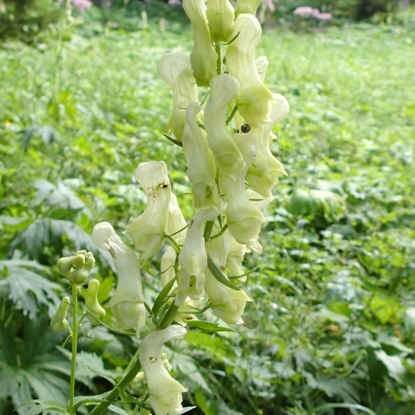 Aconitum lycoctonum subsp. neapolitanum (Floración)