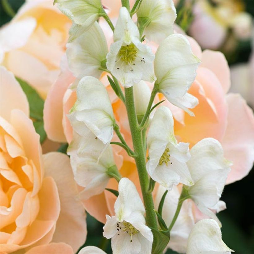 Aconitum napellus Schneewittchen (Floración)