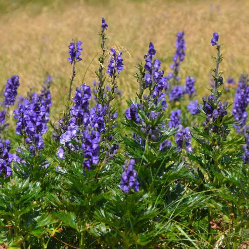 Aconitum napellus subsp. vulgare (Porte)