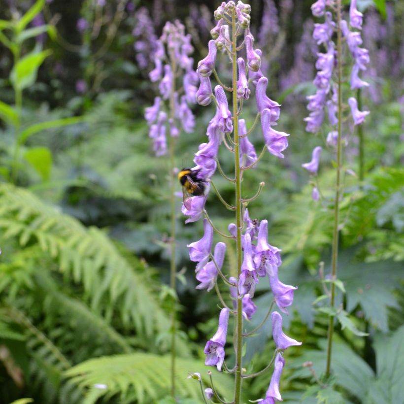 Aconitum scaposum (Porte)