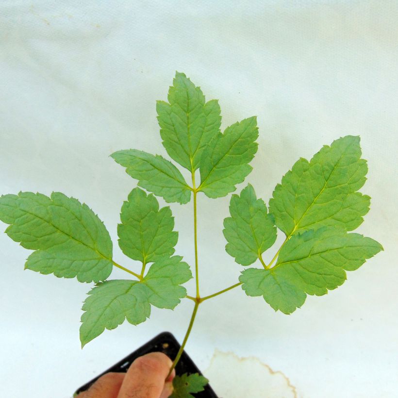 Actaea pachypoda Misty Blue (Follaje)