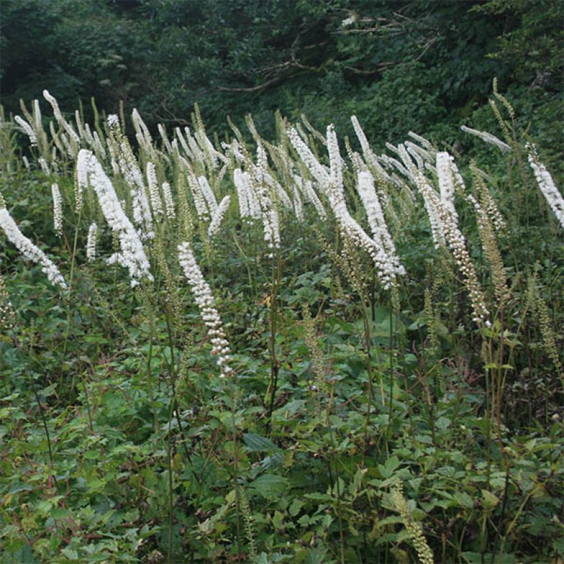 Actaea simplex Carbonella (Floración)