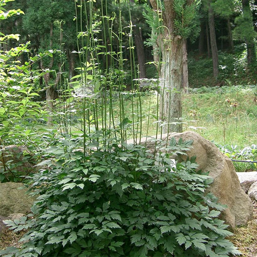 Actaea simplex Carbonella (Porte)