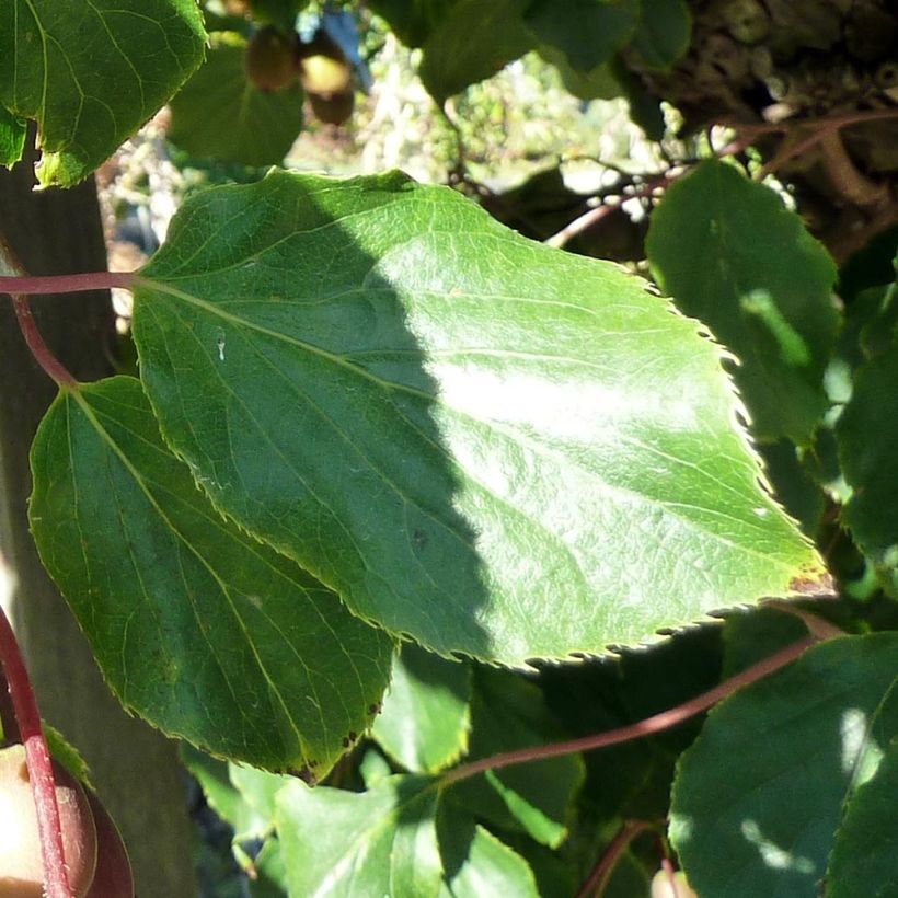 Mini kiwi var. purpurea (Hembra) - Actinidia arguta (Follaje)