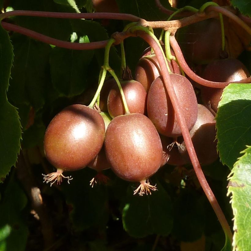 Mini kiwi var. purpurea (Hembra) - Actinidia arguta (Cosecha)