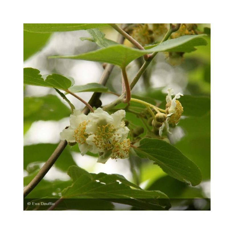 Kiwi Belen - Actinidia deliciosa (Floración)