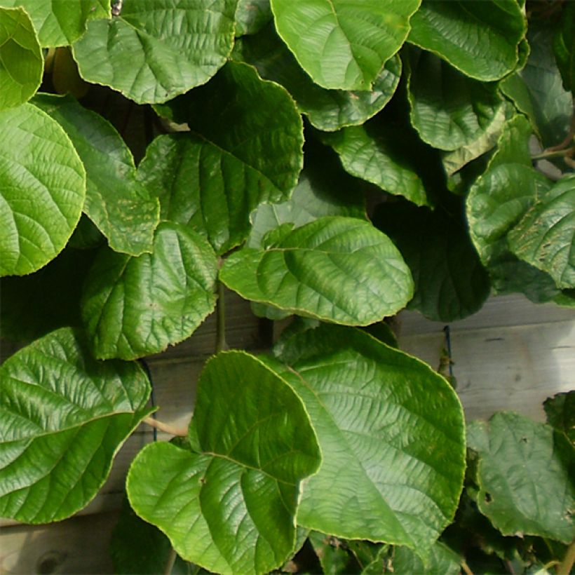 Kiwi Tomuri (Macho) - Actinidia deliciosa (Follaje)