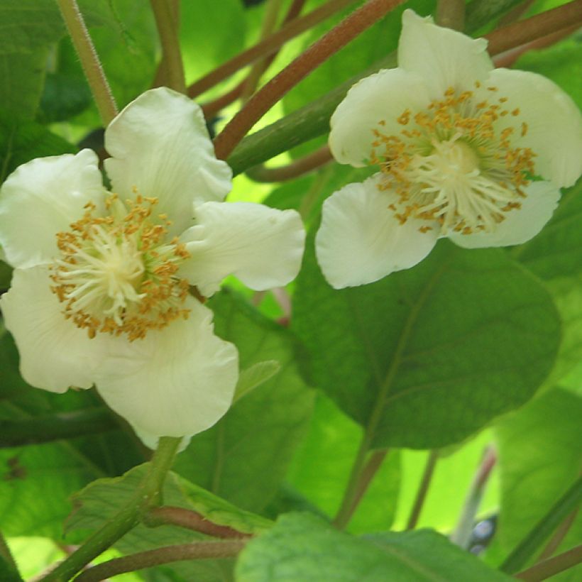 Kiwi Tomuri (Macho) - Actinidia deliciosa (Floración)