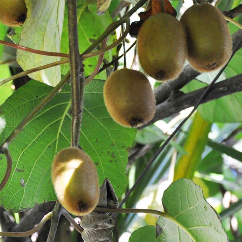 Kiwi Tomuri (Macho) - Actinidia deliciosa (Cosecha)