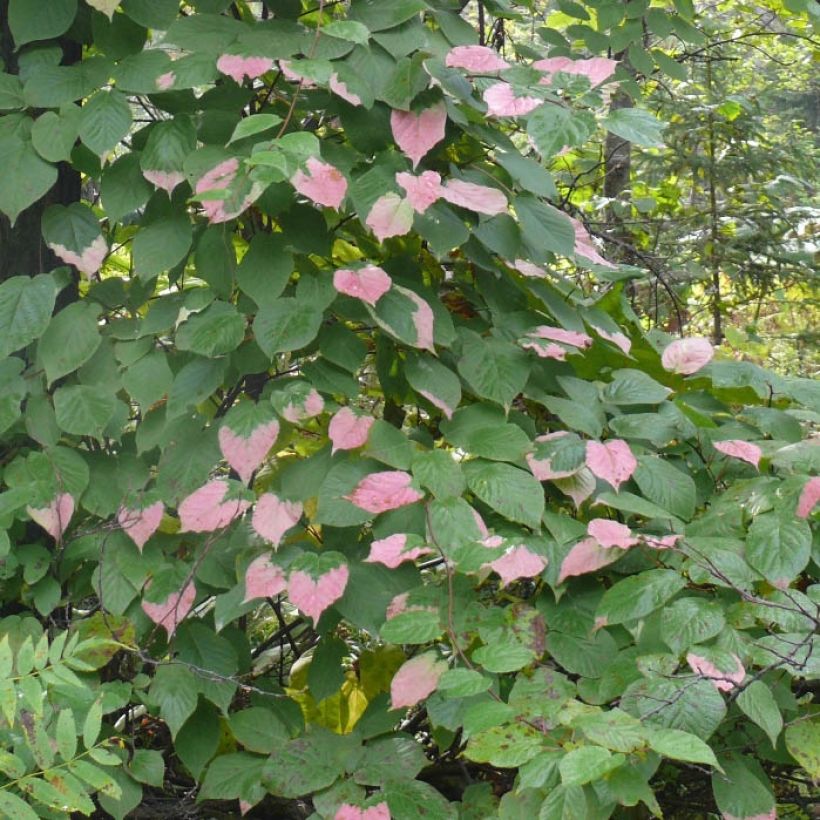 Actinidia kolomikta Adam - Kiwi siberiano (Follaje)