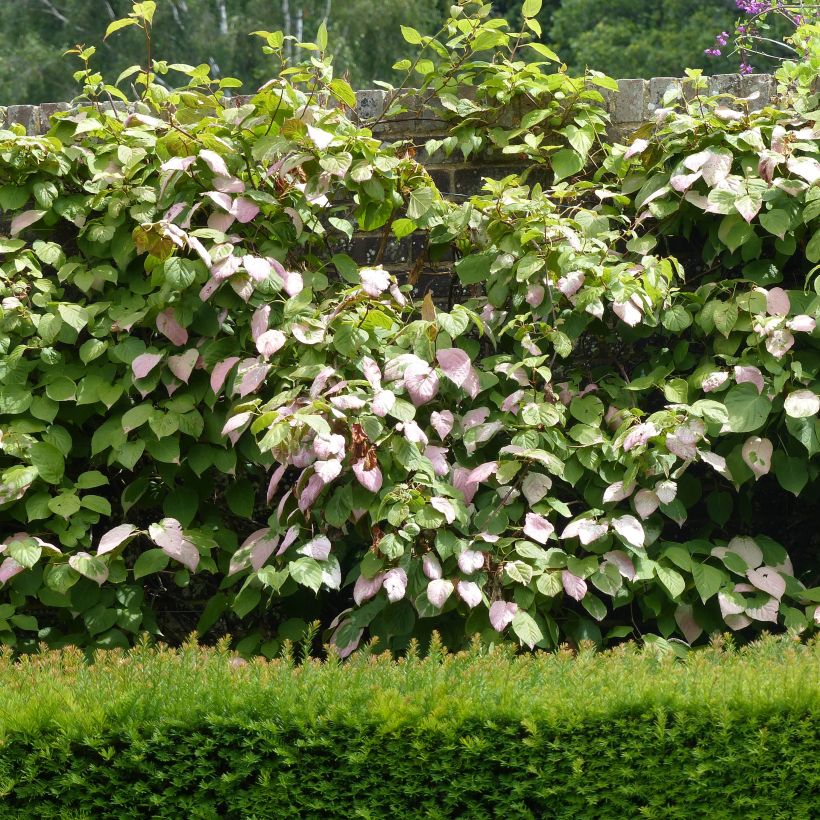 Actinidia kolomikta Adam - Kiwi siberiano (Porte)