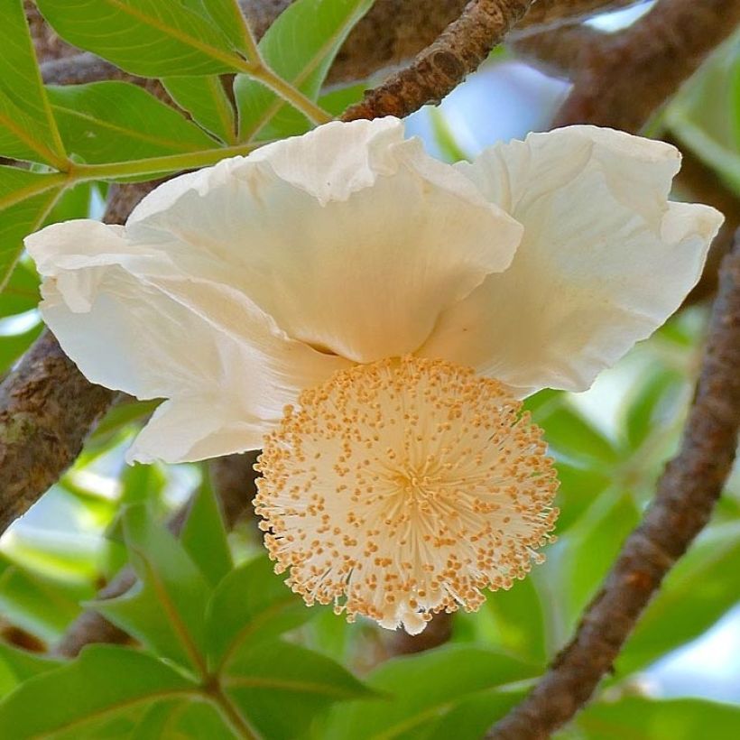 Adansonia digitata - Baobab (Floración)