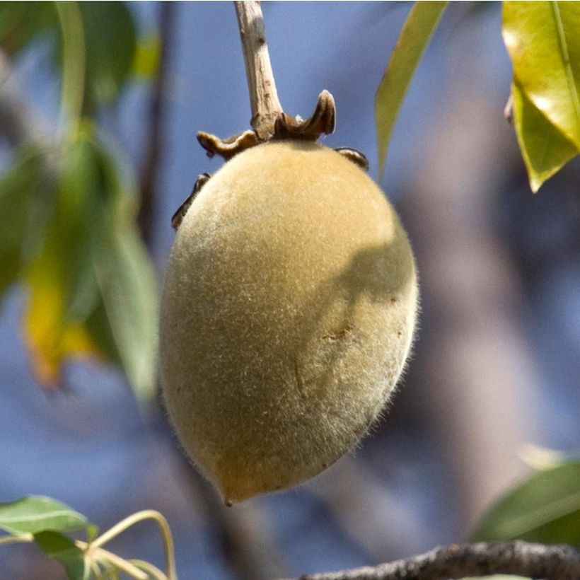 Adansonia digitata - Baobab (Cosecha)