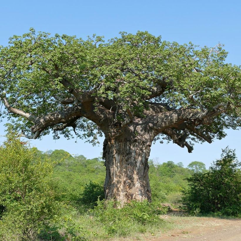 Adansonia digitata - Baobab (Porte)