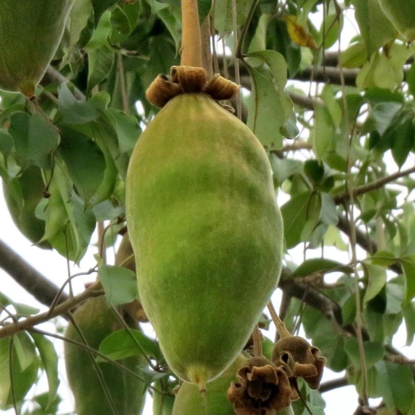 Adansonia grandidieri - Baobab de Grandidier (Cosecha)