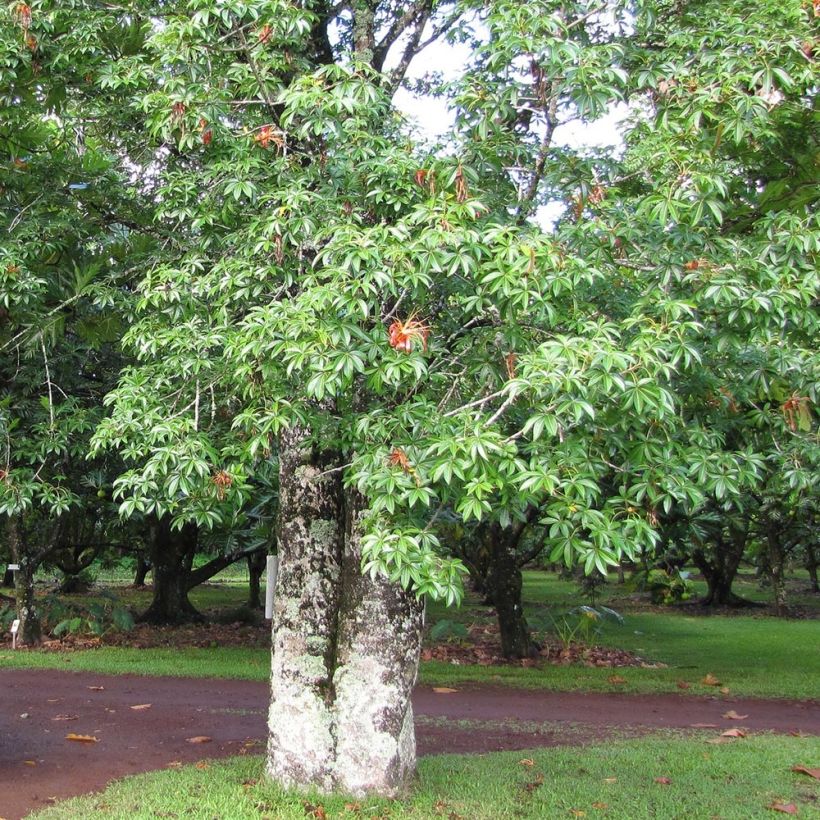 Adansonia madagascariensis - Baobab de Madagascar (Porte)