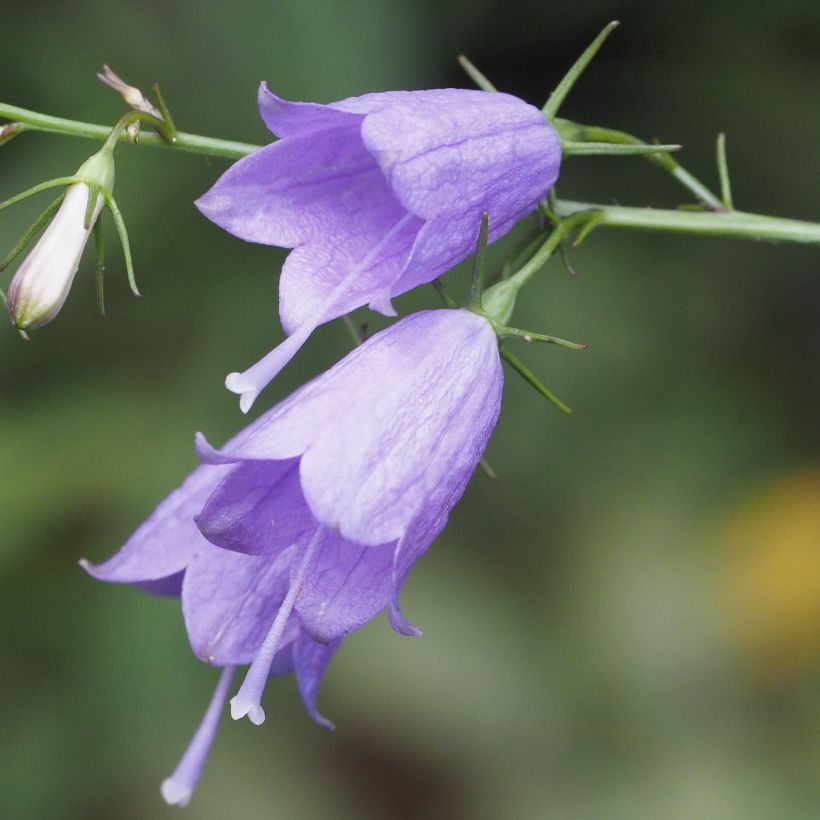 Adenophora stricta (Floración)