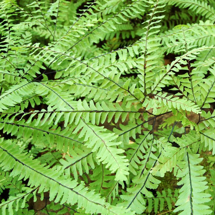 Adiantum aleuticum Imbricatum (Follaje)