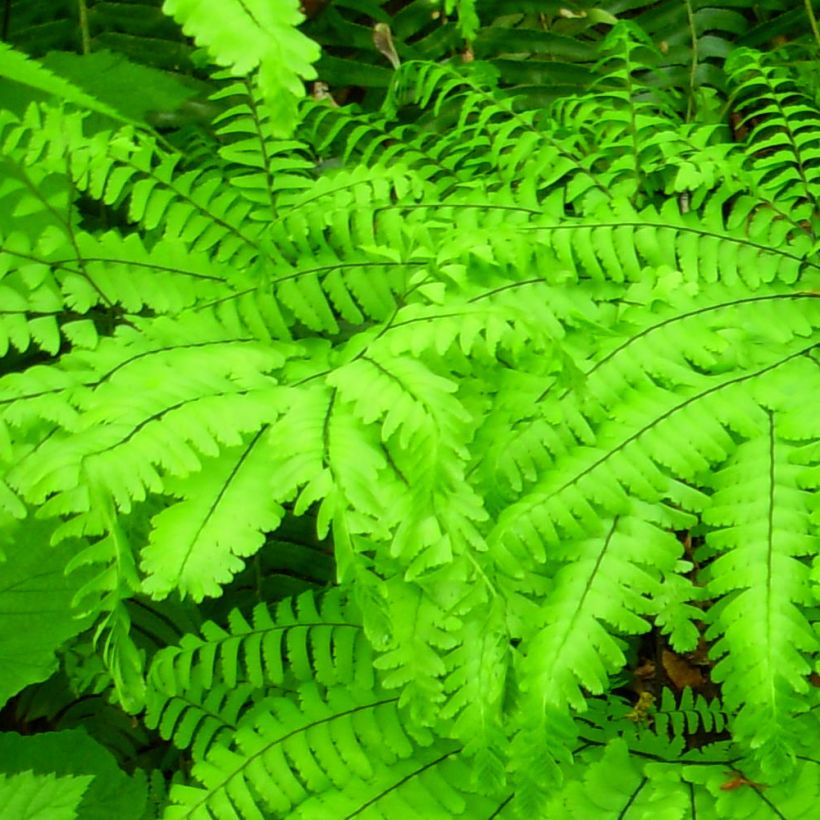 Adiantum aleuticum Miss Sharples (Follaje)