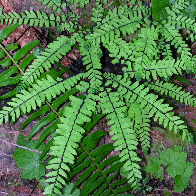 Adiantum pedatum - Culantrillo de Canadá​ (Porte)