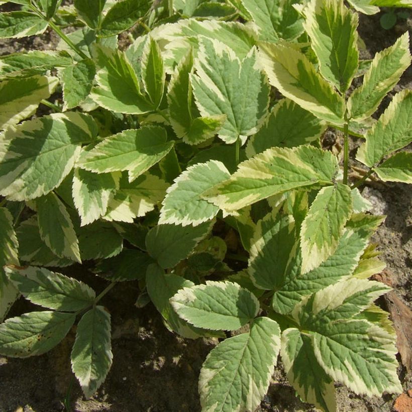 Aegopodium podagaria Variegata (Follaje)