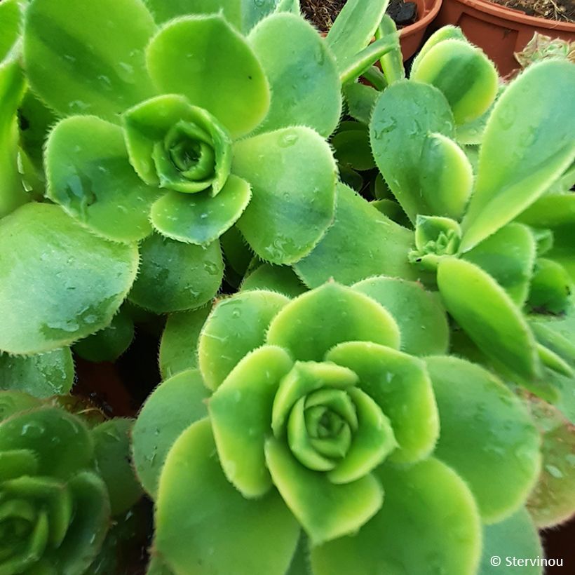 Aeonium Floresens (Follaje)