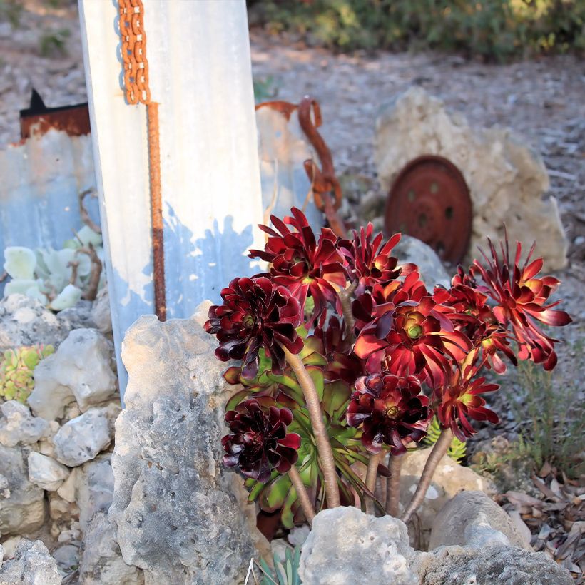 Aeonium arboreum Du Rozzen (Porte)