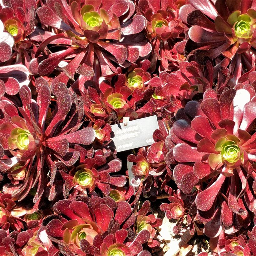 Aeonium arboreum Garnet (Follaje)