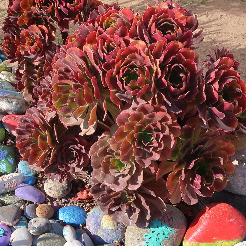 Aeonium arboreum Garnet (Porte)