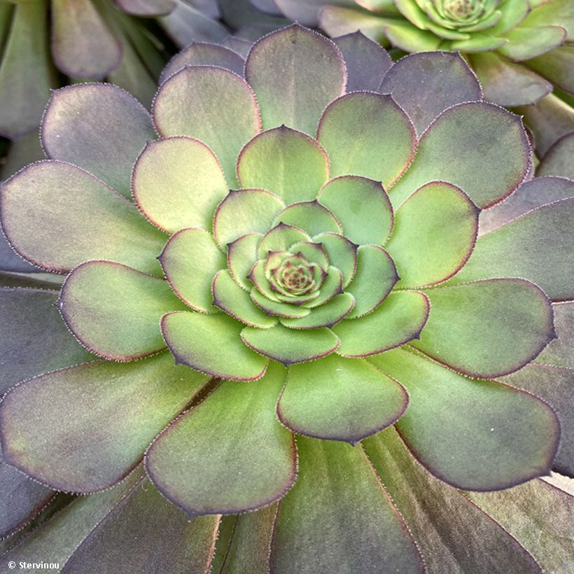 Aeonium arboreum Tip Top (Follaje)