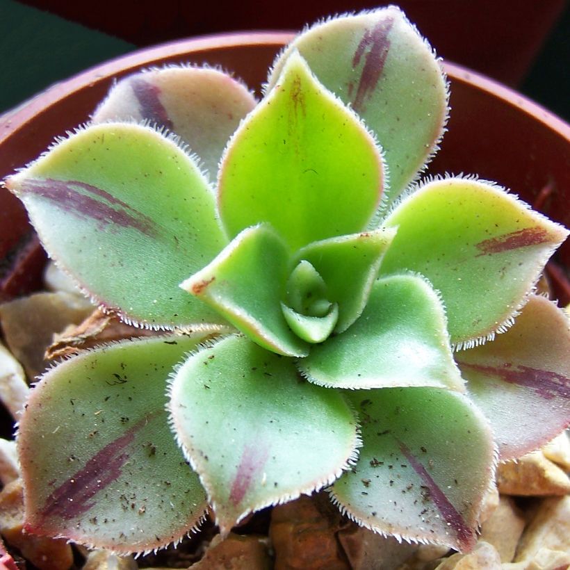 Aeonium leucoblepharum (Follaje)