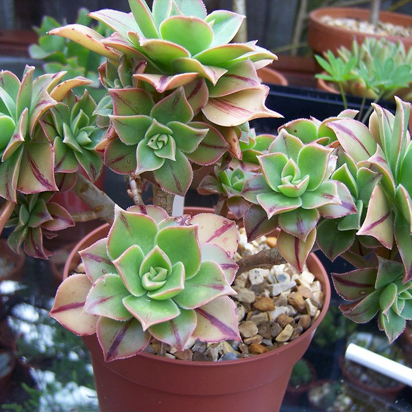 Aeonium leucoblepharum (Porte)