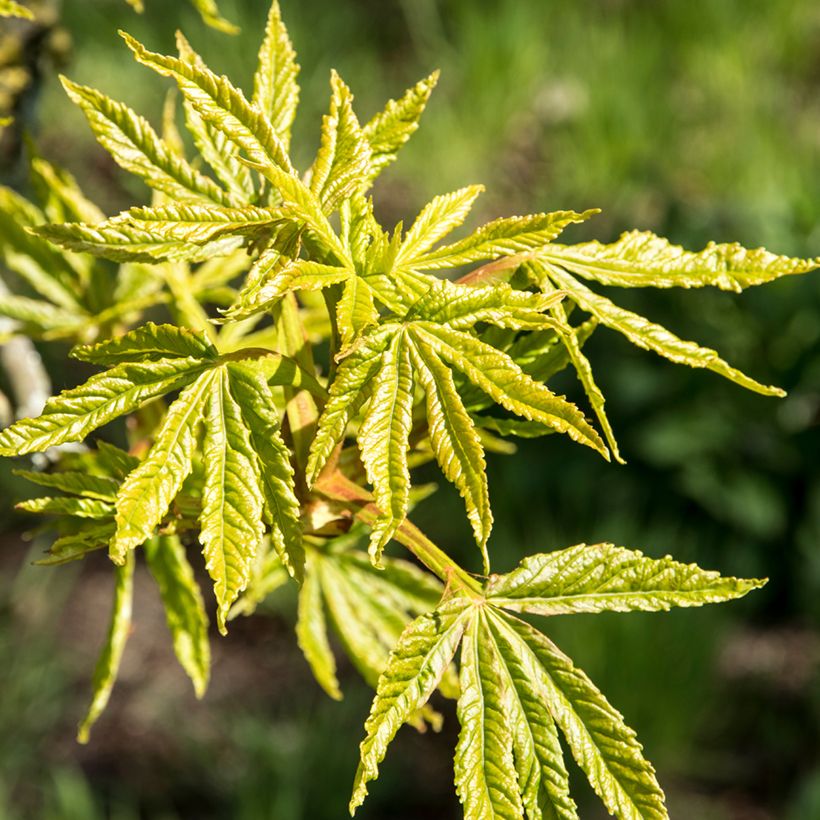 Aesculus Digitata - Marronnier commun hybride (Follaje)