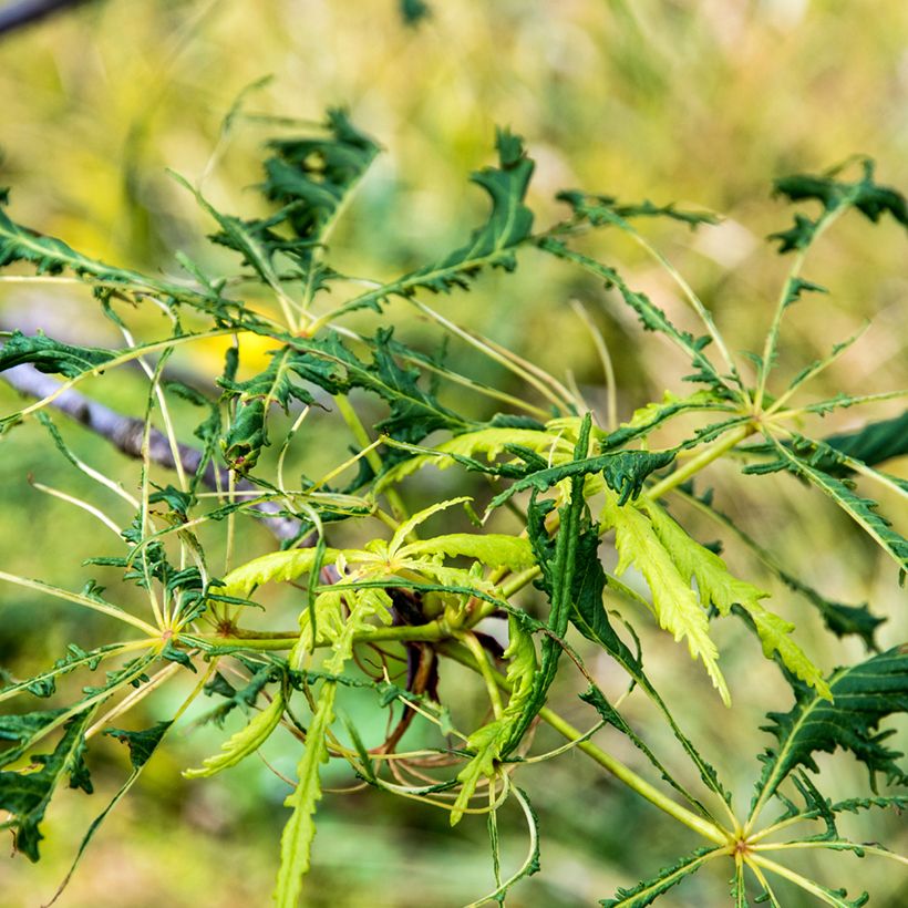 Aesculus hippocastanum Laciniata - Castaño de Indias (Follaje)