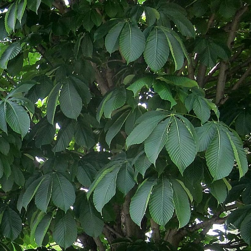 Aesculus carnea Briotii - Castaño de Indias rojo híbrido​ (Follaje)