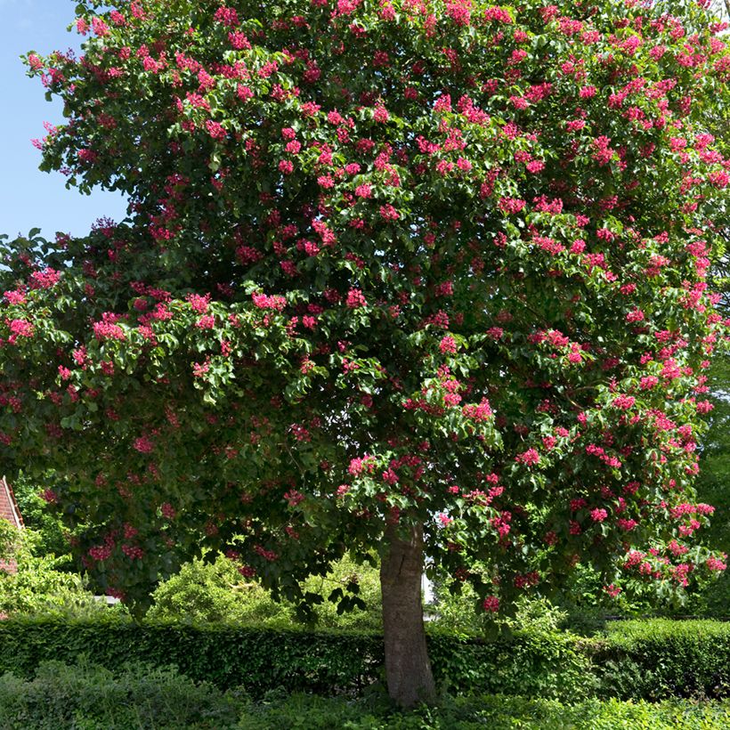 Aesculus carnea Briotii - Castaño de Indias rojo híbrido​ (Porte)