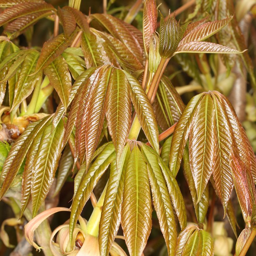 Aesculus chinensis - Marronnier de Chine (Follaje)