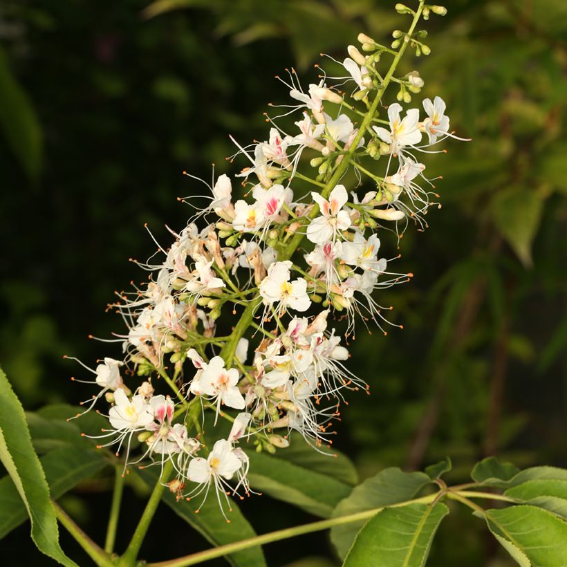 Aesculus chinensis - Marronnier de Chine (Floración)