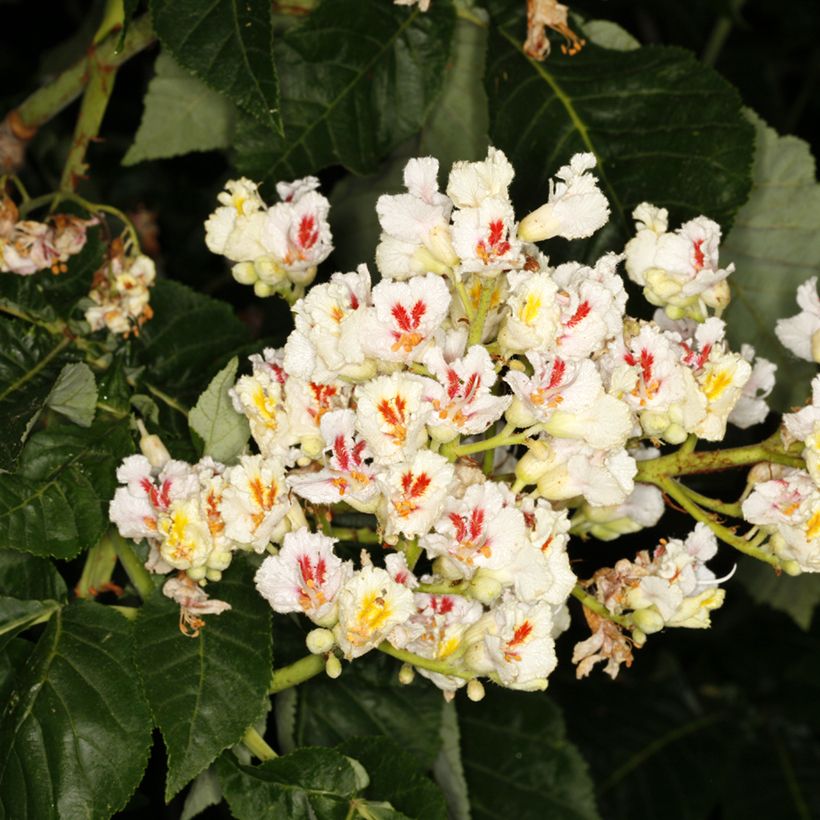 Aesculus + dallimorei - Castaños híbrido (Floración)