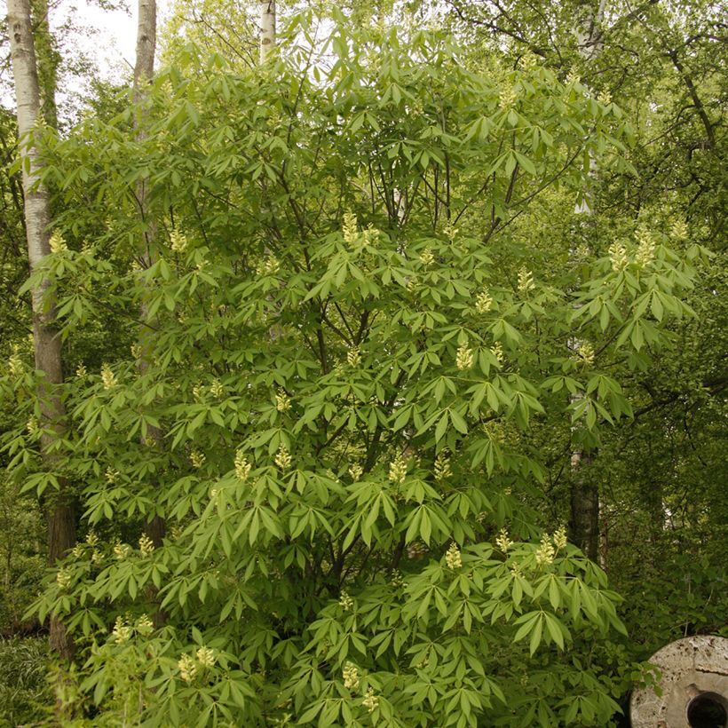 Aesculus x glaucescens - Castaños (Porte)