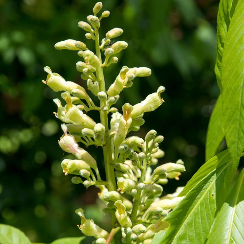 Aesculus x glaucescens - Marronnier aurore (Floración)