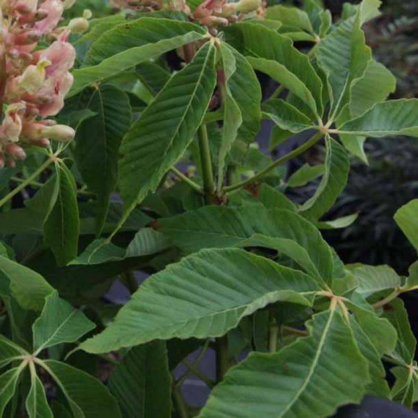 Aesculus mutabilis Induta - Castaños (Follaje)