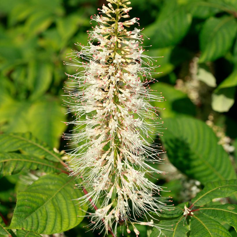 Aesculus parviflora - Castaño de hojas pequeñas (Floración)