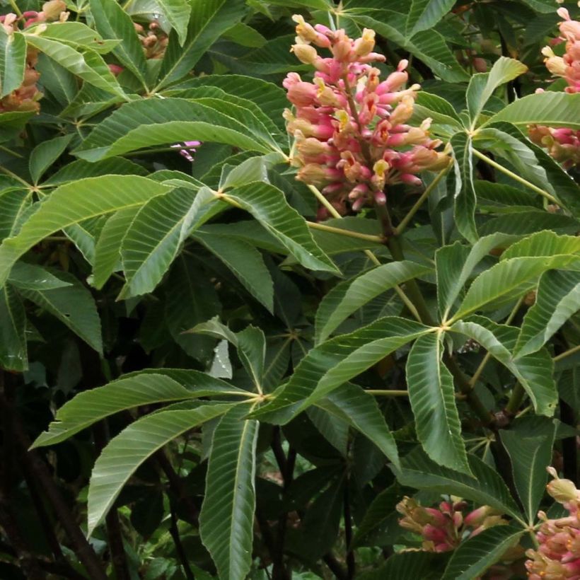 Aesculus pavia var. discolor Koehnei - Castaños (Follaje)