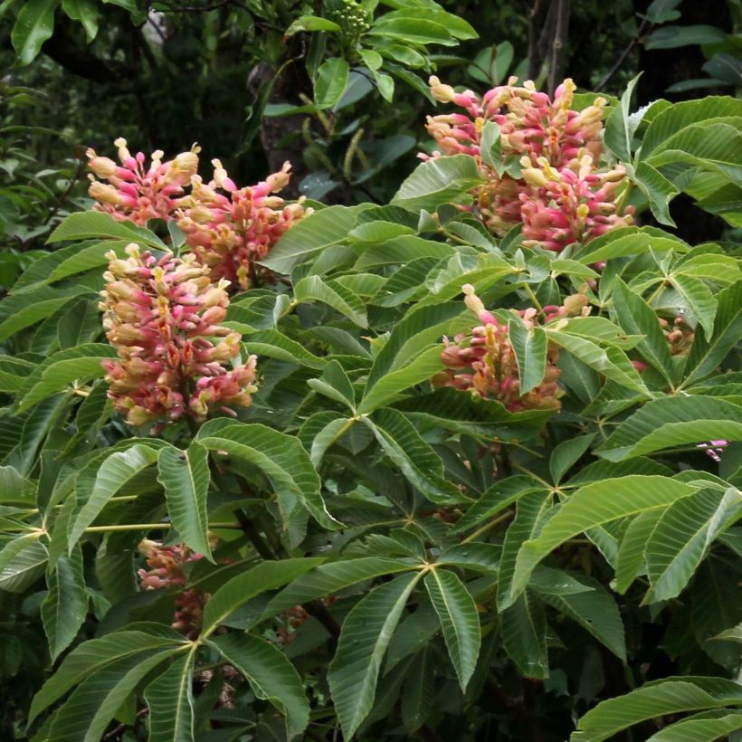 Aesculus pavia var. discolor Koehnei - Castaños (Floración)