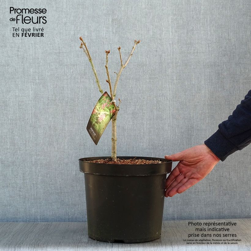 Aesculus pavia Koehnei - Marronnier d'ornement Pot de 7,5L/10L Ejemplar entregado en invierno