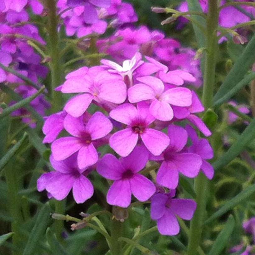 Aethionema armenum Warley Ruber - Berro de roca (Floración)