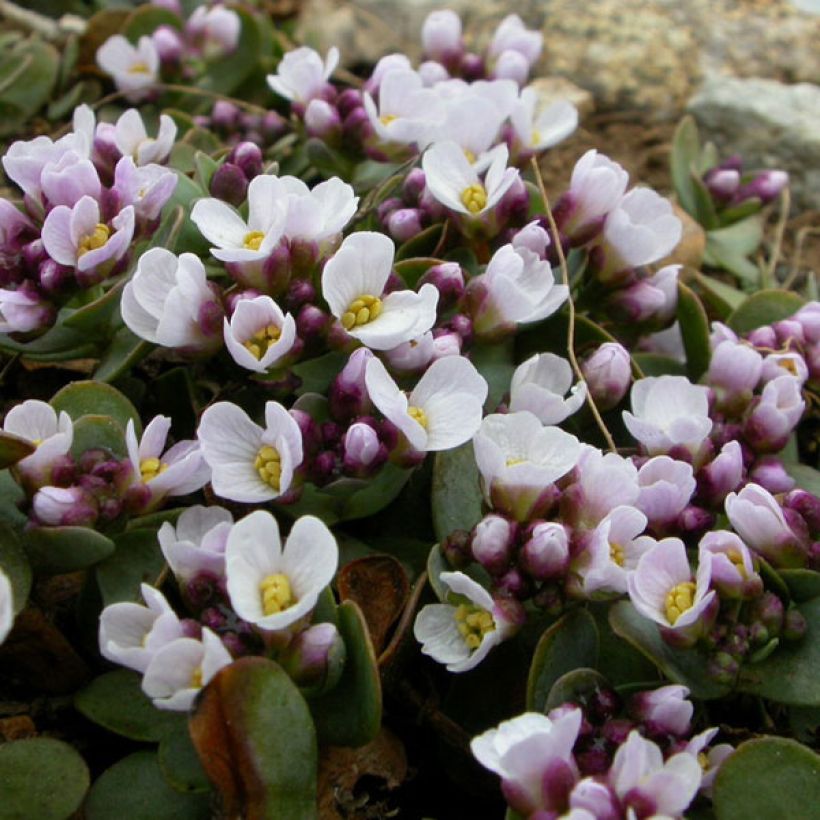 Aethionema oppositifolium (Floración)